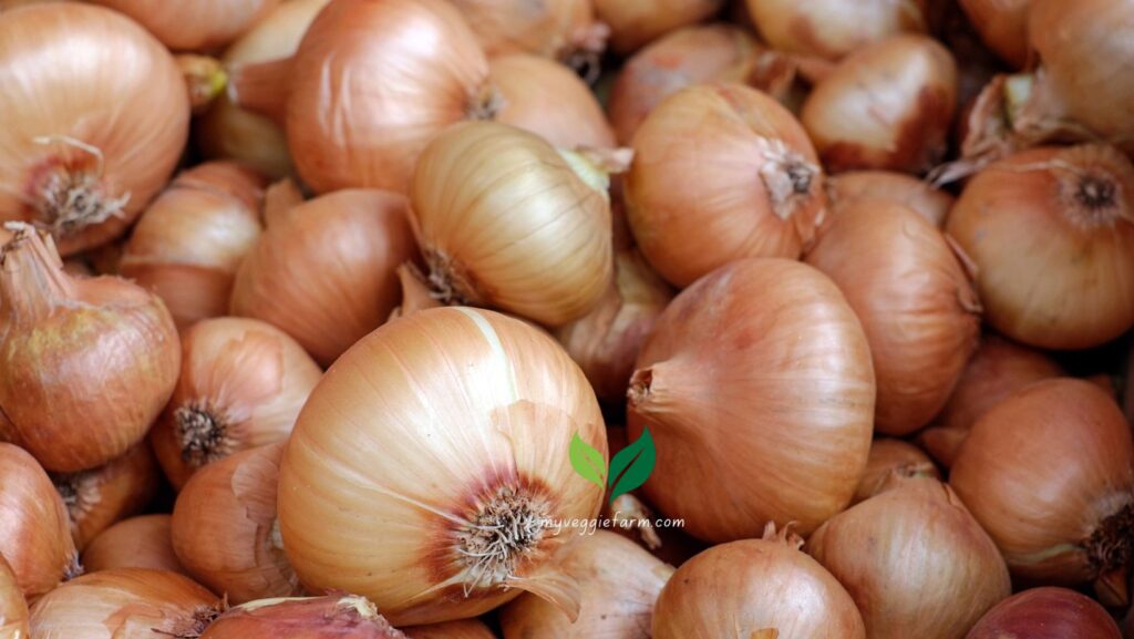 Are cipollini onions good for pickling