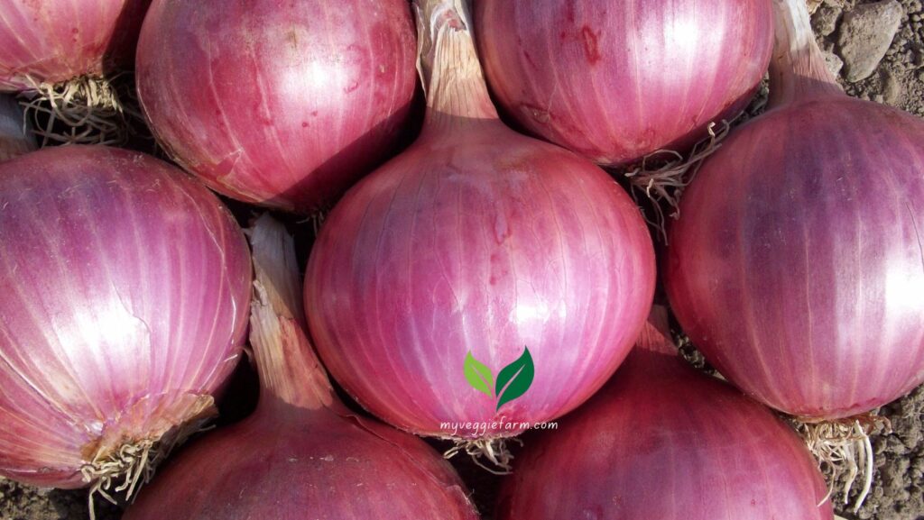 Are onions antibacterial