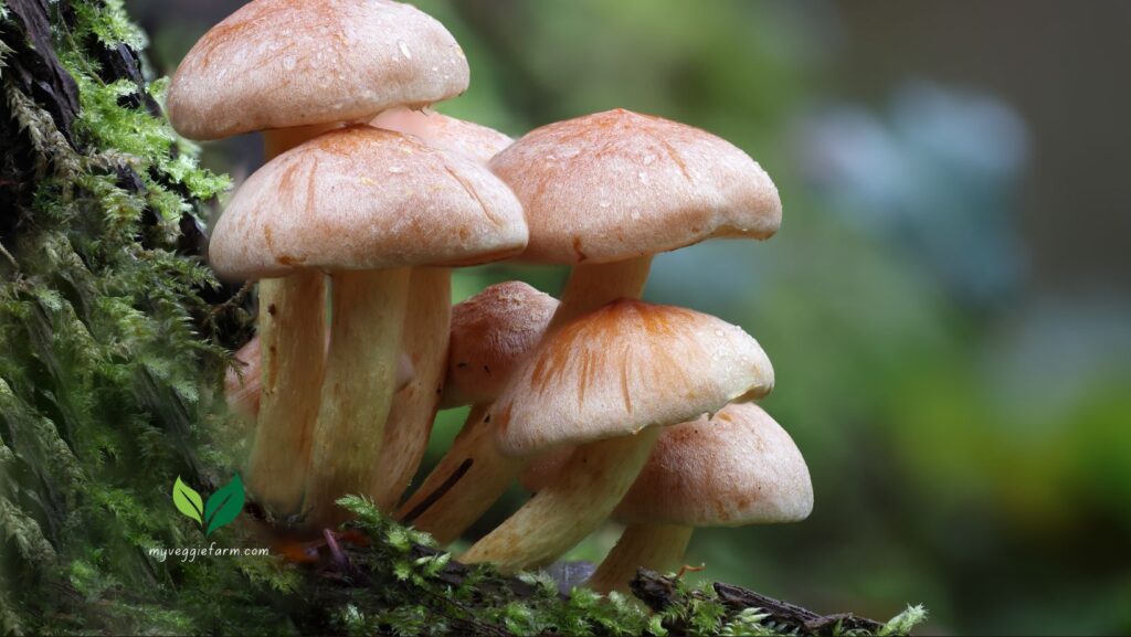 How Many Shiitake Mushrooms in A Pound
