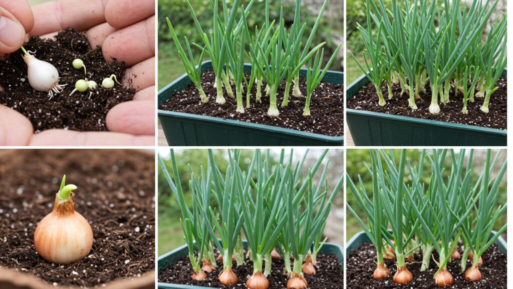 How to grow spring onions at home