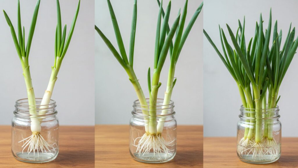 How to regrow spring onions from scraps