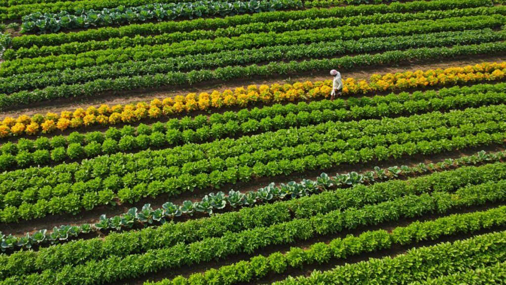Organic vegetable farming