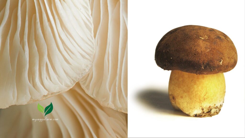 Shiitake Mushrooms Vs Swiss Brown