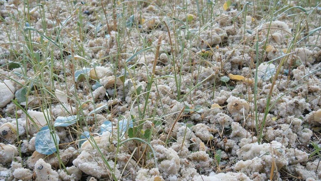 Best time to plant snow peas