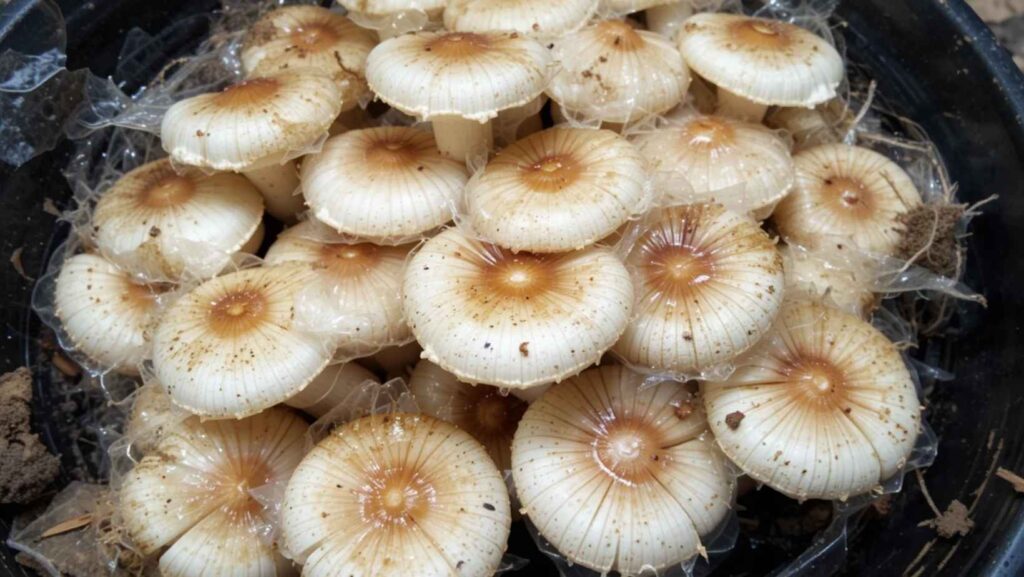 How to grow button mushrooms bought from the store