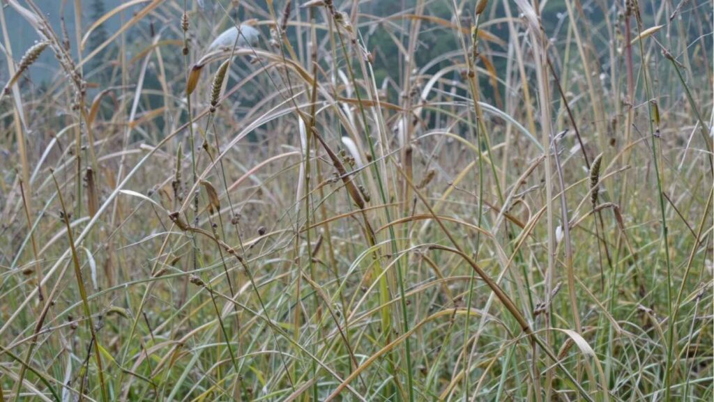 How to protect Asparagus from pests and diseases