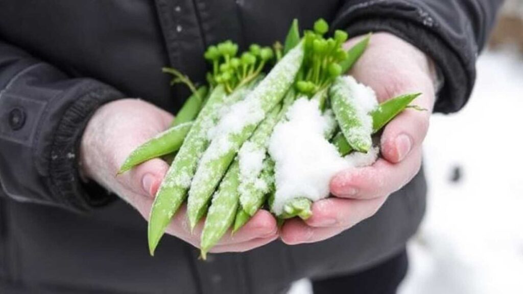 How to store snow peas