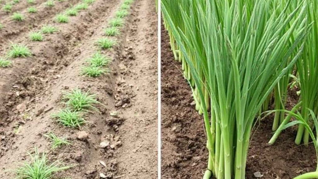 Organic vs. conventional asparagus farming