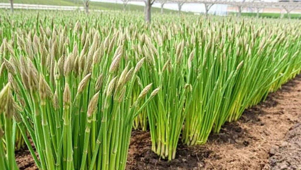 The best climate for growing asparagus commercially
