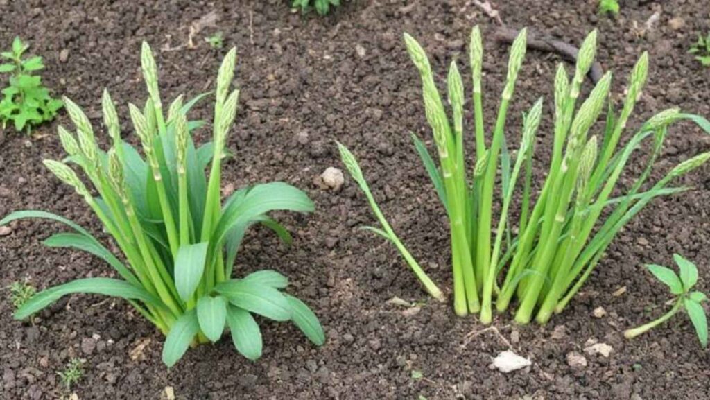 What asparagus should I plant