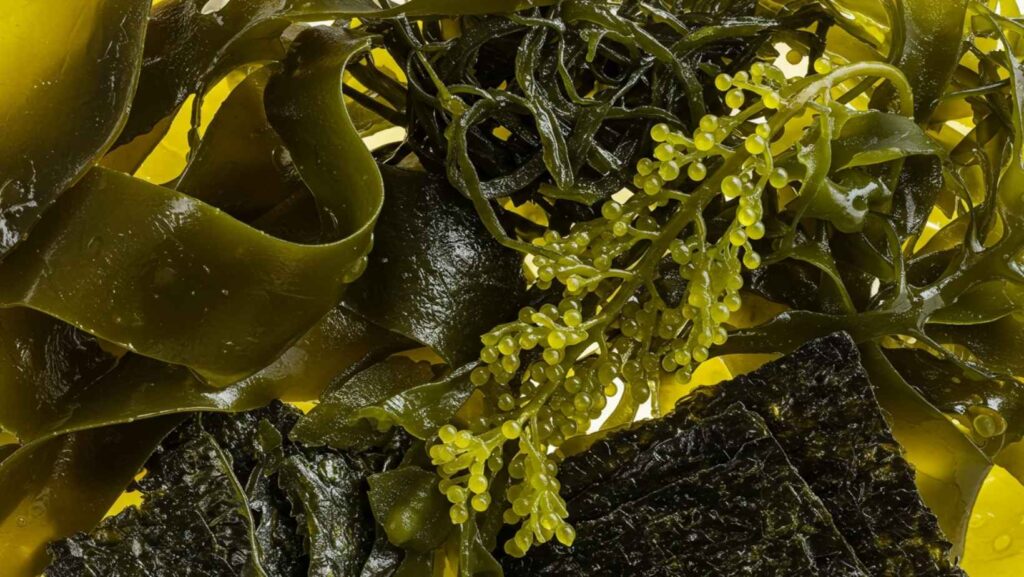 What do sea vegetables do for the body