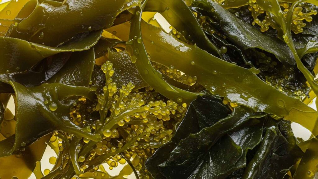 What do sea vegetables taste like
