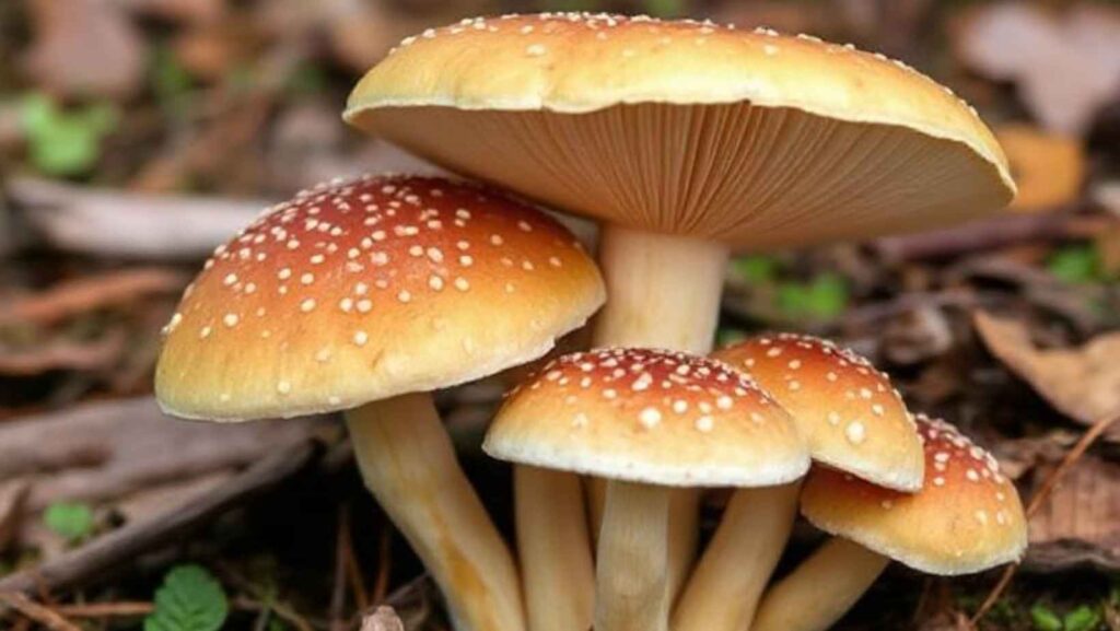 What edible mushrooms grow in Colorado
