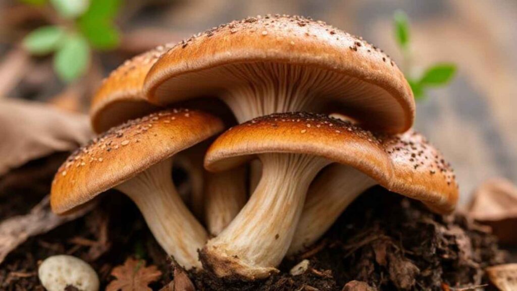 What is unique about shiitake mushrooms