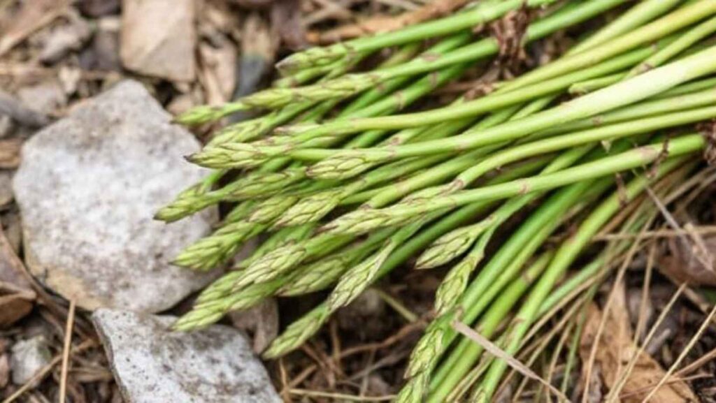 What is wild asparagus, and is it edible