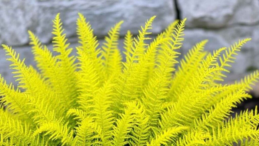 When asparagus fern turns yellow