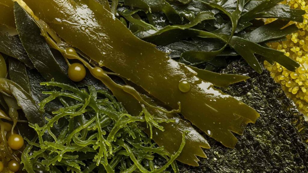 Which is the healthiest sea vegetables