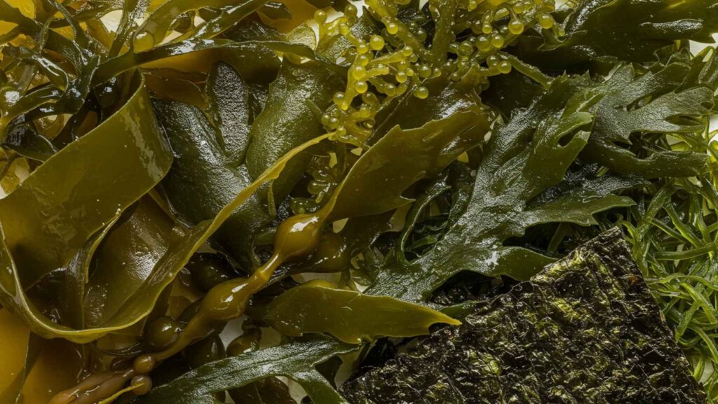 Which sea vegetables are high in iodine
