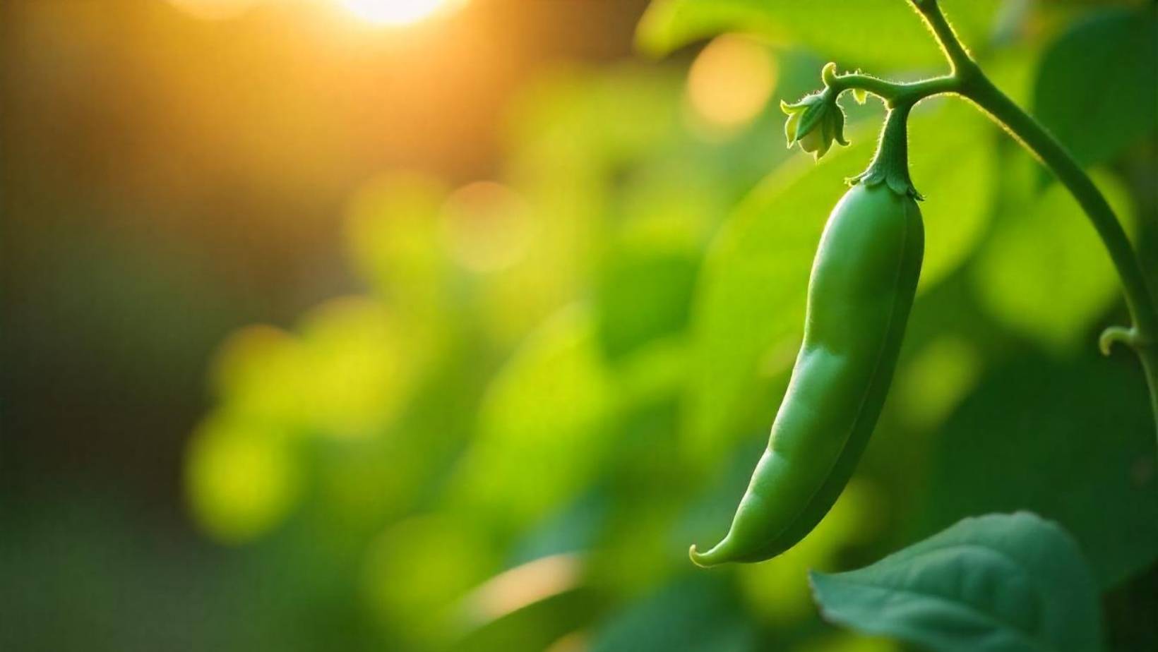 Why are my snow peas not flowering
