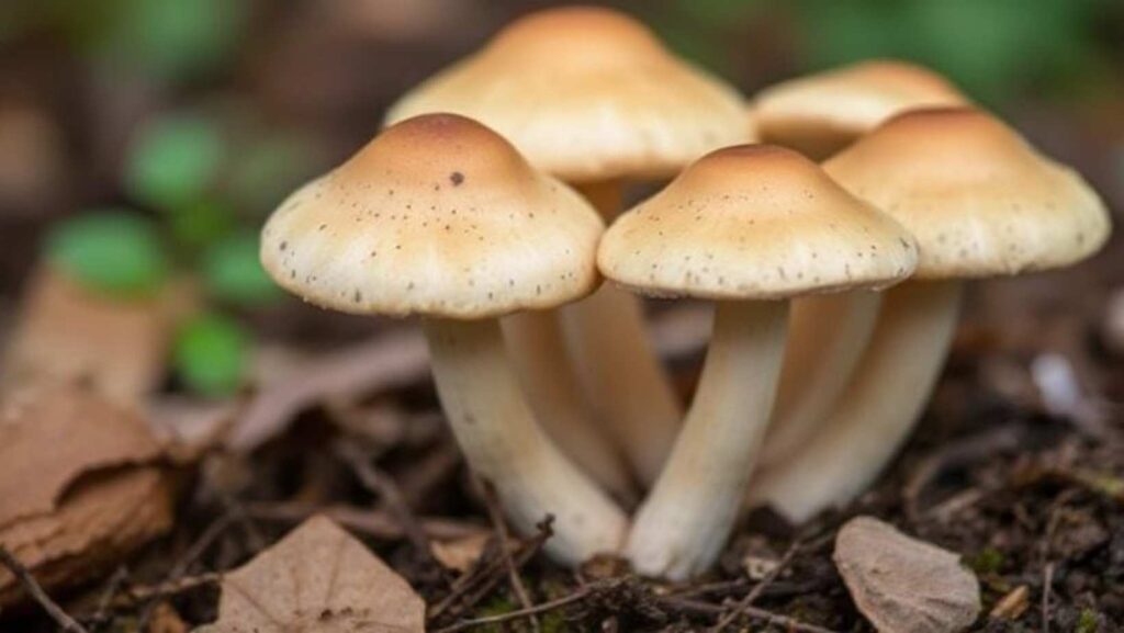 Why shiitake mushrooms is bad for you